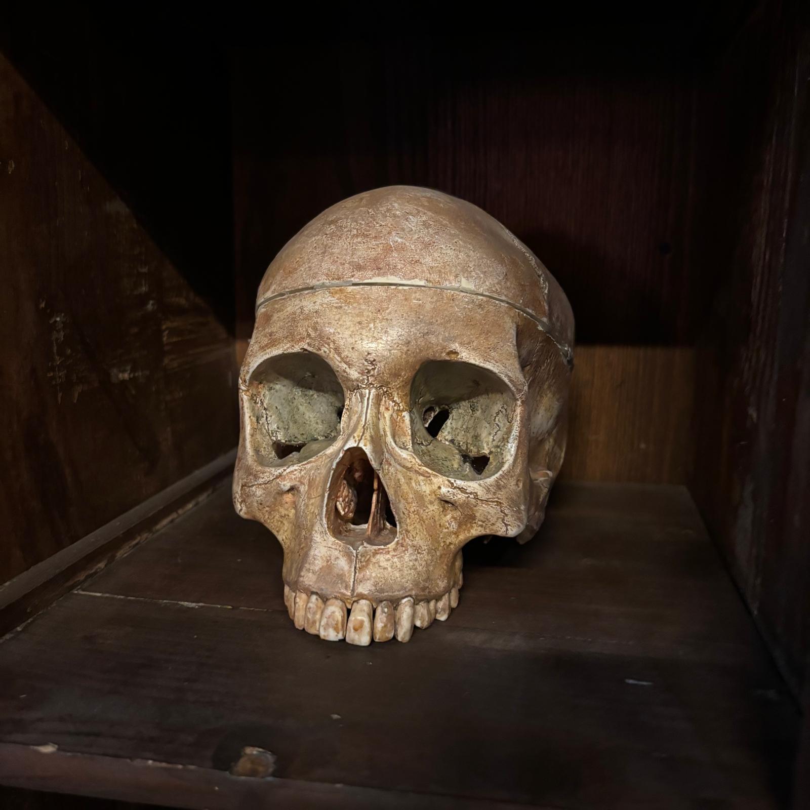 Teschio umano realistico con finitura anticata, posizionato su una mensola di legno scuro, ideale come oggetto di scena.